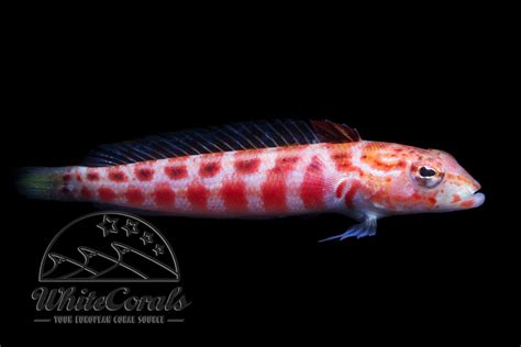 Parapercis schauinslandii - Rotpunkt-Sandbarsch - online kaufen