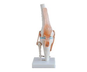 BioLab :: SKELETON MODELS