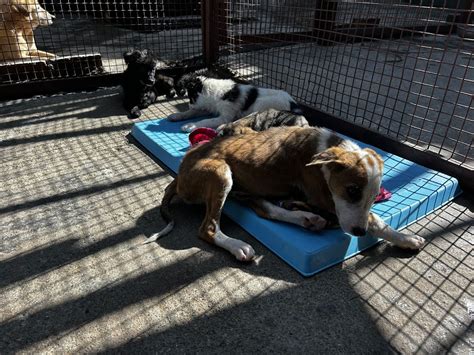 The Importance of Spay and Neuter Programs for Street Dogs - Dharamsala ...