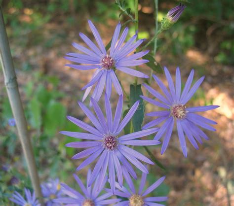 Using Georgia Native Plants: Georgia Plants by Name