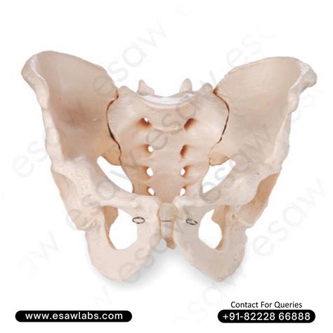 Adult Male Human Pelvis Model – Life-Size Anatomical Pelvic Skeleton f ...
