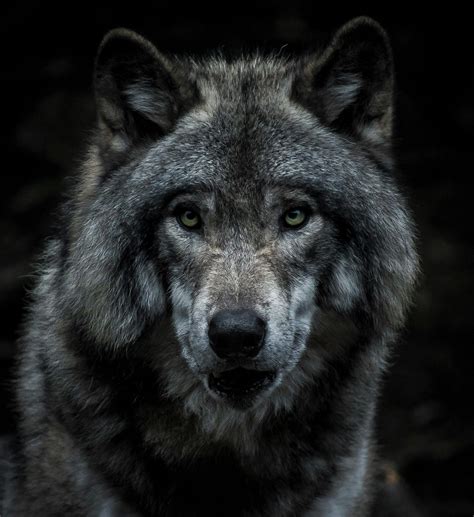 Timber Wolf Wallpapers - 4k, HD Backgrounds on WallpaperBat