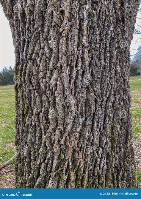 Ash Tree Identification Guide 的图像结果