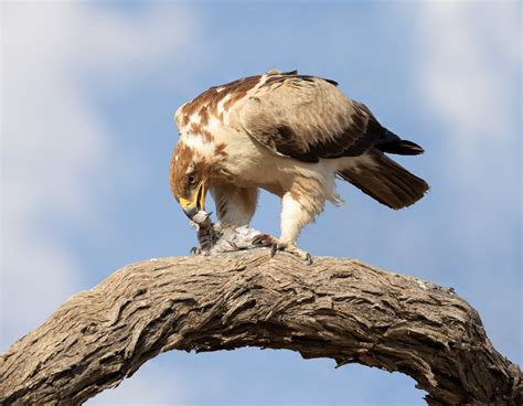 Aerial Predators of the Kalahari — Mark Booysen Photography