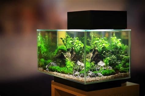 30 Gallon Fish Tank: Setups, Stocking Ideas, Equipment And More ...