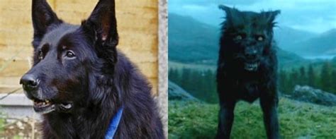 What Type Of Dog Is Sirius Black