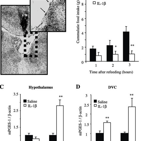 Image result for HepG2 Intraperitoneal Injection