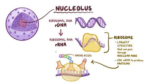 Nuclear Structure 的图像结果