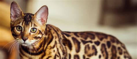 Image result for Graph Circle Plot Dots Sensitivity Python