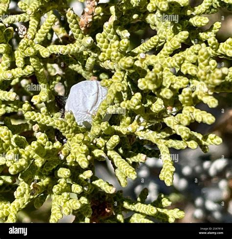 California juniper (Juniperus californica Stock Photo - Alamy