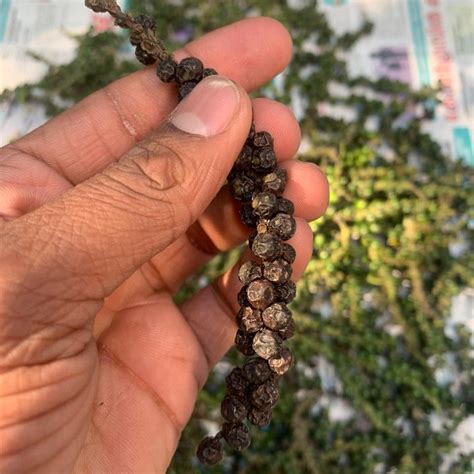 Tellicherry Black Pepper| Whole Black Pepper |Nilgiri Marten