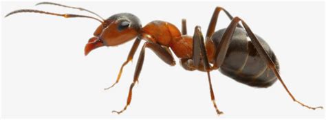 红蚂蚁 - 知乎