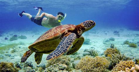 Discover Paradise: 4D3N Cebu & Bohol Highlights Tour for an ...