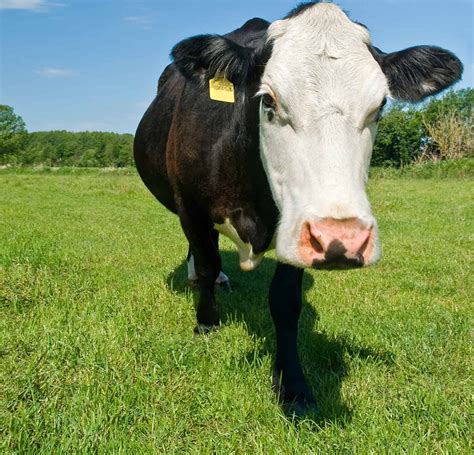 Black And White Cows