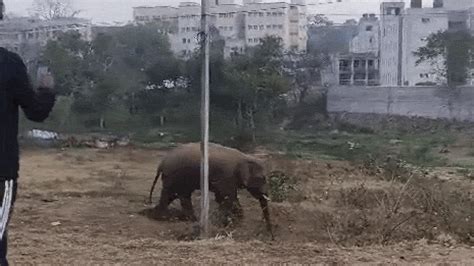 रांची में जंगली हाथी की एंट्री, लोगों में दहशत का माहौल; सायरन बजाकर ...