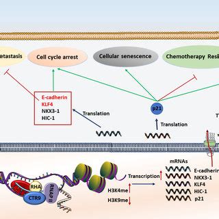 Small Activatingrna 的图像结果