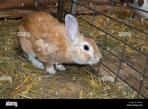 CC Rabbit Cage 的图像结果