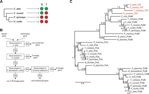Image result for Lymphocyte Lineage