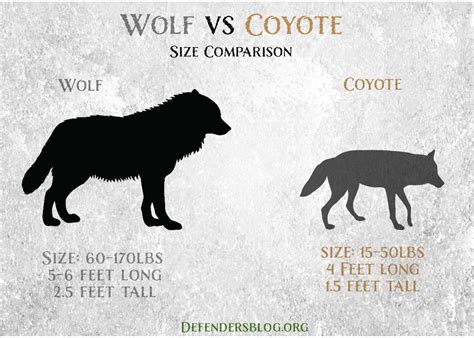 Image result for Wolves vs Coyotes