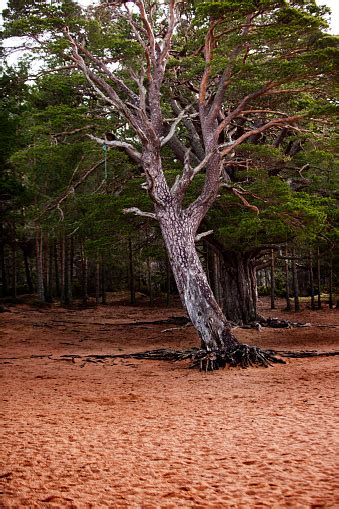 Image result for Dramatic Tree Images