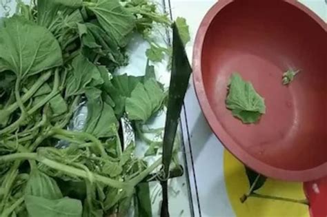 Saag to control Heart Disease: মাচায় লতিয়ে বেড়ে ওঠা সস্তার শাকেই ...