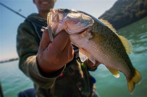 Do Bass Have Teeth? How To Hold & Handle Bass Safely