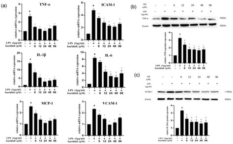 The Marine Compound Isaridin E Ameliorates Lipopolysaccharide-Induced ...
