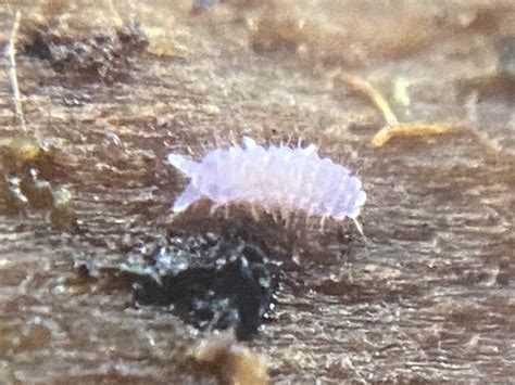 Image result for Green Springtail