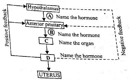 Gametogenesis (NCERT) Free MCQ Practice Test with Solutions - NEET