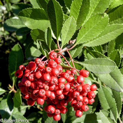 Heteromeles Arbutifolia Tree