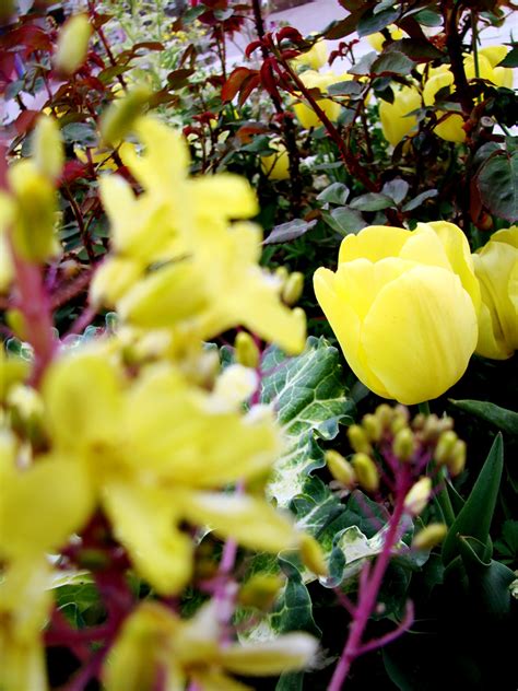 Çiçek Resimleri (4. Katalog) - Sayfa 34