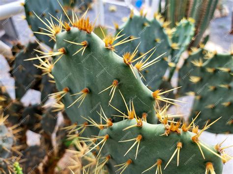Premium Photo | Opuntia dillenii cactus is a species of prickly pear ...