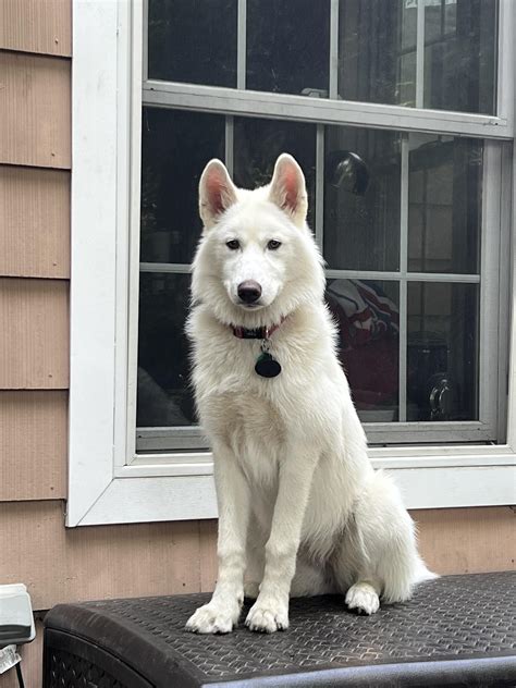 Wolf Dog Mix German Shepherd