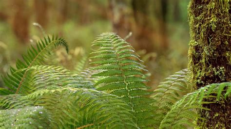 Image result for About Spring