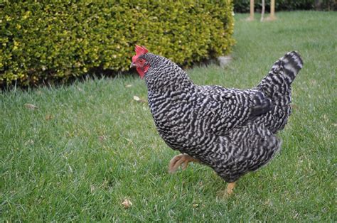 White Chicken And Black Serving Dinner