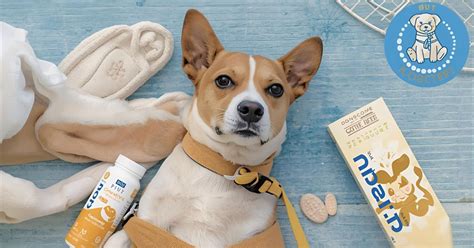 Apoquel Alternatives for Dogs: Natural, Prescription & OTC Options ...