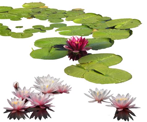 Free Water Lily PNG Transparent Images, Download Free Water Lily PNG ...