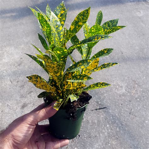 Croton Gold Dust - Small | TheGreenyard.in