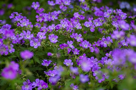 18 Flowering Perennials That Bloom All Summer Long — Sage Journal