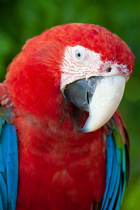 Image result for Coco Key Red Parrot