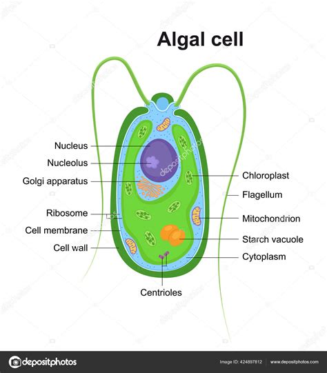 Golden Algae Diagram