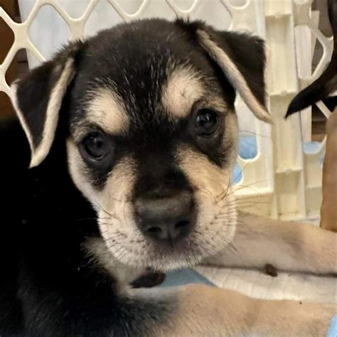 HELOTES – HUMANE SOCIETY