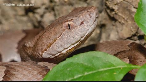 Watch out for baby copperhead snakes | wltx.com