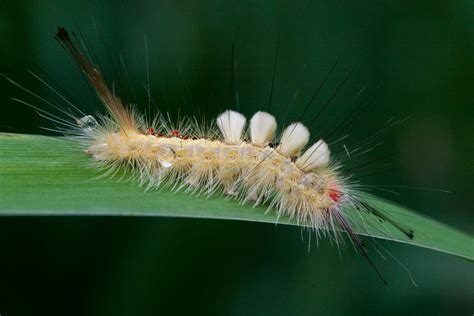white-marked tussock moth | Roads End Naturalist