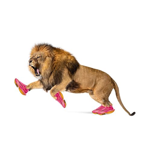 The Lion Diet: Everything you need to know - diet of lion