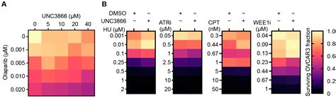 Small-Molecule Inhibition of CBX4/7 Hypersensitises Homologous ...
