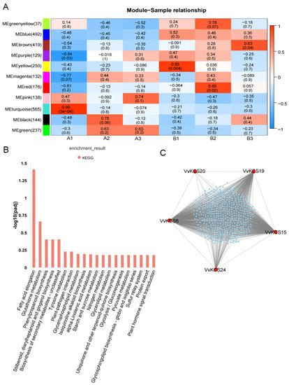 Genome-Scale Analysis of the Grapevine KCS Genes Reveals Its Potential ...