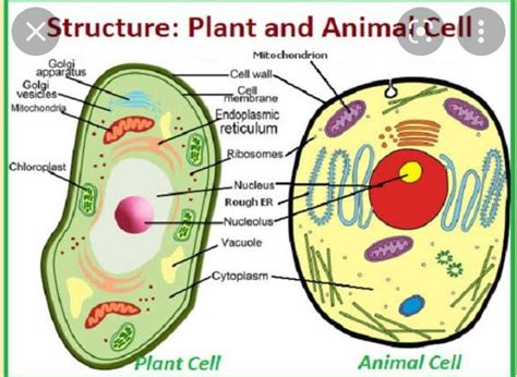 *Project :*Structure of plant ☘ cell and animal cell. - Brainly.in