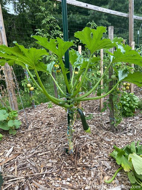 How to start growing zucchini vertically it s easy – Artofit