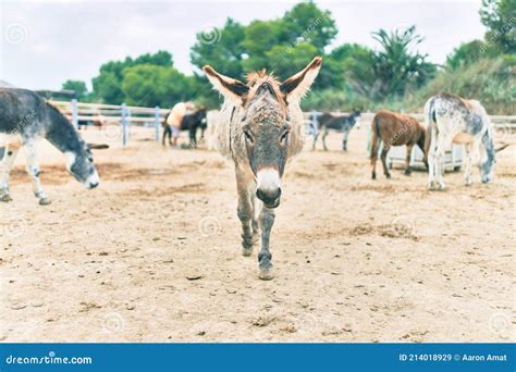 Group of Donkeys Walking at the Farm Stock Image - Image of adorable ...